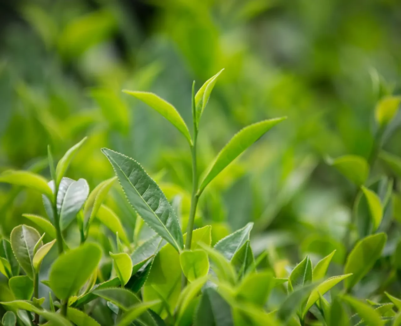 Feuilles de thé vert éclatantes dans une plantation, capturant la fraîcheur et la vitalité de la nature.