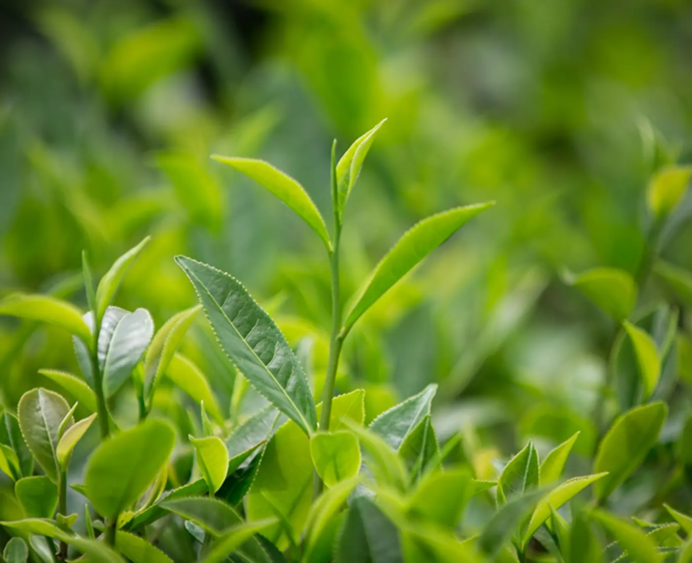 Vibrant green tea leaves in a plantation, capturing the freshness and vitality of nature.